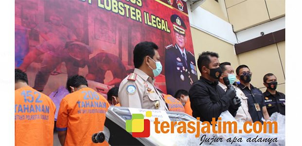 Upaya Pengiriman 33 Ribu Baby Lobster Ilegal di Bandara Juanda Berhasil Digagalkan Upaya Pengiriman 33 Ribu Baby Lobster Ilegal di Bandara Juanda Berhasil Digagalkan