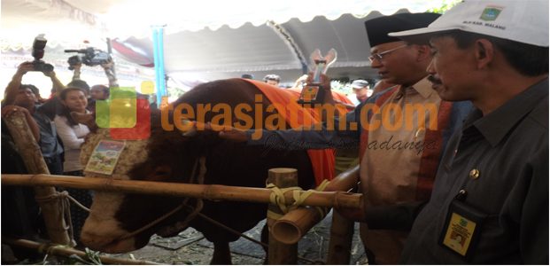 Sapi Berat 1178 Kg Asal Karangploso Sabet Piala Bupati Malang Sapi Berat 1178 Kg Asal Karangploso Sabet Piala Bupati Malang