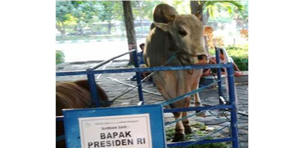 Sapi Kurban Presiden Jokowi Seberat 1,1 Ton, Sudah Tiba di Masjid Al Akbar Surabaya Sapi Kurban Presiden Jokowi Seberat 1,1 Ton, Sudah Tiba di Masjid Al Akbar Surabaya