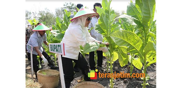 Semangati Petani Tembakau, Bupati Bojonegoro Gelar Kegiatan Panen Raya di Jipo Semangati Petani Tembakau, Bupati Bojonegoro Gelar Kegiatan Panen Raya di Jipo