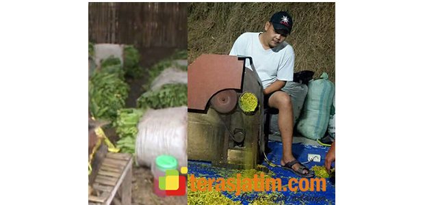 Tahun Ini, Petani Tembakau di Bojonegoro Bisa ‘Mesem Ngguyu’ Tahun Ini, Petani Tembakau di Bojonegoro Bisa ‘Mesem Ngguyu’