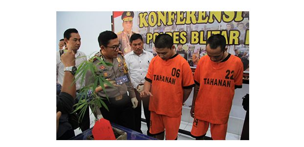 Tanam Ganja, 2 Pemuda di Kota Blitar Dicokok Polisi Tanam Ganja, 2 Pemuda di Kota Blitar Dicokok Polisi