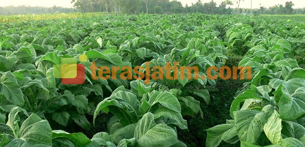 Petani Tembakau Jawa Meradang Petani Tembakau Jawa Meradang
