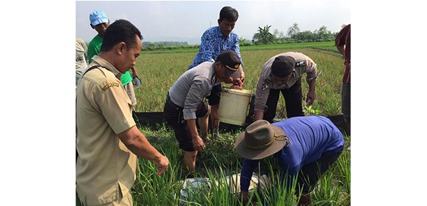 Tersengat Listrik Jebakan Tikus, Pria asal Kanor Bojonegoro Tewas di Sawah Tersengat Listrik Jebakan Tikus, Pria asal Kanor Bojonegoro Tewas di Sawah