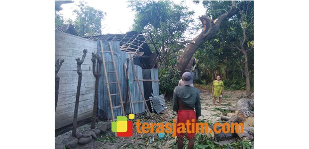 Tertimpa Dahan Pohon, Rumah Warga di Jatibanteng Situbondo Rusak Tertimpa Dahan Pohon, Rumah Warga di Jatibanteng Situbondo Rusak