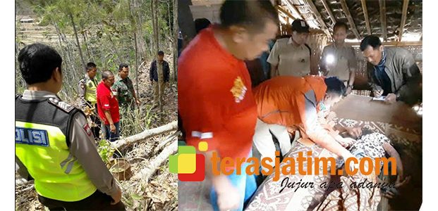 Tertimpa Pohon Mahoni Yang Ditebang, Perempuan asal Bandar Pacitan Tewas Seketika Tertimpa Pohon Mahoni Yang Ditebang, Perempuan asal Bandar Pacitan Tewas Seketika