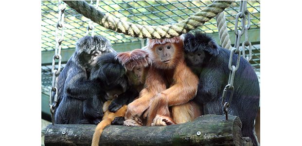 Tujuh Lutung Jawa Dilepasliarkan di Hutan Lindung Sumbermanjing Malang Selatan Tujuh Lutung Jawa Dilepasliarkan di Hutan Lindung Sumbermanjing Malang Selatan