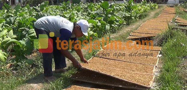 Petani Tembakau Meraup Untung Di Musim Kemarau Petani Tembakau Meraup Untung Di Musim Kemarau