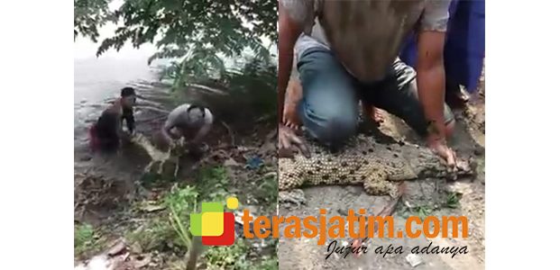 Warga Wedoroklurak Sidoarjo Digemparkan Munculnya Buaya dari Sungai Warga Wedoroklurak Sidoarjo Digemparkan Munculnya Buaya dari Sungai