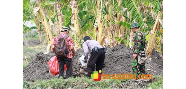 Wartawan dan TNI di Lamongan Gelar Kegiatan Gerebek Tikus Wartawan dan TNI di Lamongan Gelar Kegiatan Gerebek Tikus