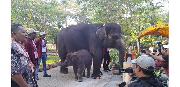 ‘Rocky Balboa’, Anak Gajah di KBS, Sapa Pengunjung ‘Rocky Balboa’, Anak Gajah di KBS, Sapa Pengunjung