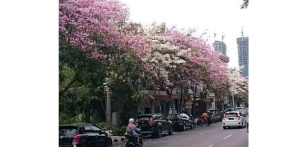 Musim Tabebuya Bermekaran, Kota Surabaya Makin Berwarna Musim Tabebuya Bermekaran, Kota Surabaya Makin Berwarna