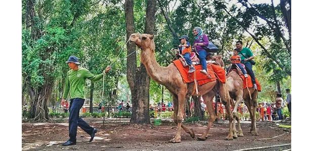 Libur Lebaran, Sehari Pengunjung KBS Tembus 15 Ribu Orang Libur Lebaran, Sehari Pengunjung KBS Tembus 15 Ribu Orang