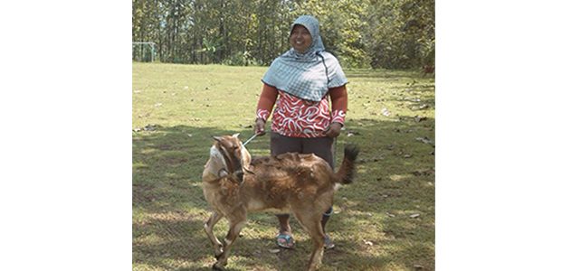 Lebih dari 3 Ribu Janda di Ponorogo Dapat Bantuan Kambing Lebih dari 3 Ribu Janda di Ponorogo Dapat Bantuan Kambing