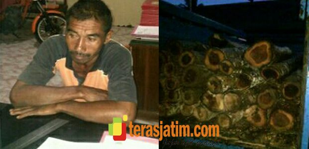 Polisi Amankan Pelaku illegal Logging Polisi Amankan Pelaku illegal Logging