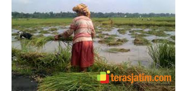 Pasca Banjir Luapan Bengawan Solo, Kini Bau Tak Sedap Melanda Warga Pasca Banjir Luapan Bengawan Solo, Kini Bau Tak Sedap Melanda Warga