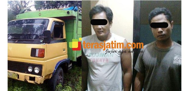 Angkut Gelondongan Kayu Curian, 2 Warga Tegal Dimo Banyuwangi Ditangkap