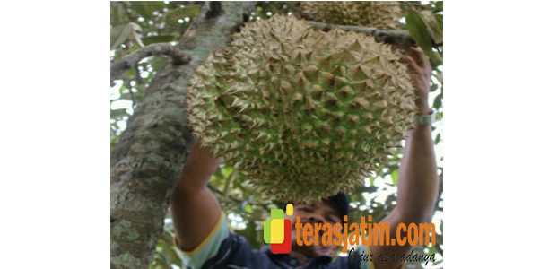 Durian Raksasa Durian Raksasa