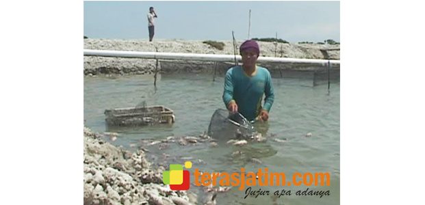 Kebijakan Moratorium Kapal Asing Disoal Petani Tambak Ikan Kerapu di Lamongan Kebijakan Moratorium Kapal Asing Disoal Petani Tambak Ikan Kerapu di Lamongan