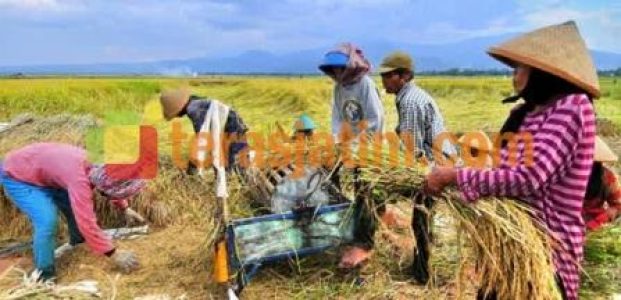 Berkah Sawah Arealan Berkah Sawah Arealan