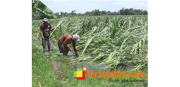 Lahan Jagung Terendam Banjir, Petani di Wonodadi Blitar Dipastikan Gagal Panen Lahan Jagung Terendam Banjir, Petani di Wonodadi Blitar Dipastikan Gagal Panen