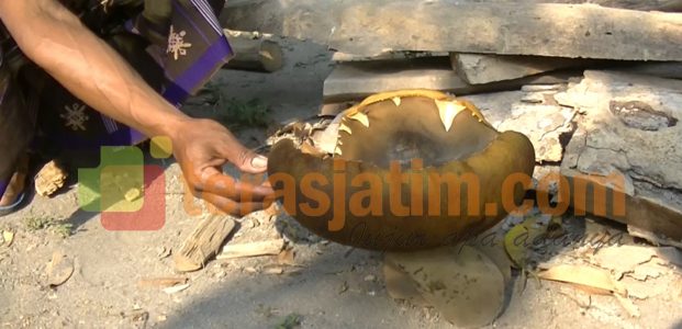 Jamur Raksasa Tumbuh di pekarangan Jamur Raksasa Tumbuh di pekarangan
