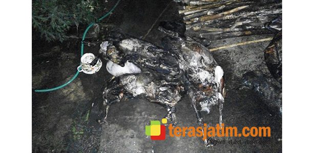 Kandang Terbakar, 10 ekor Kambing Gosong Terpanggang Kandang Terbakar, 10 ekor Kambing Gosong Terpanggang
