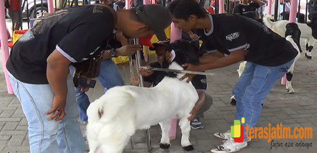 Blitar Selenggarakan Kontes Kambing Etawa Nasional Blitar Selenggarakan Kontes Kambing Etawa Nasional