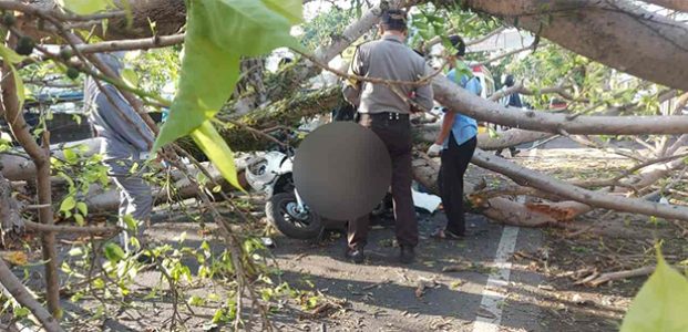 Pohon Tumbang di Pakisaji Malang, 2 Pengendara Motor Asal Bojonegoro Tewas Seketika Pohon Tumbang di Pakisaji Malang, 2 Pengendara Motor Asal Bojonegoro Tewas Seketika
