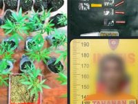 Polres Malang Tangkap Bandar Sabu Sekaligus Pemilik Kebun Ganja di Tumpang