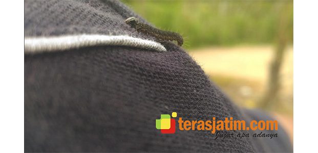 Musim Enthung di Tuban Selatan, Antara Berkah dan Masalah Musim Enthung di Tuban Selatan, Antara Berkah dan Masalah