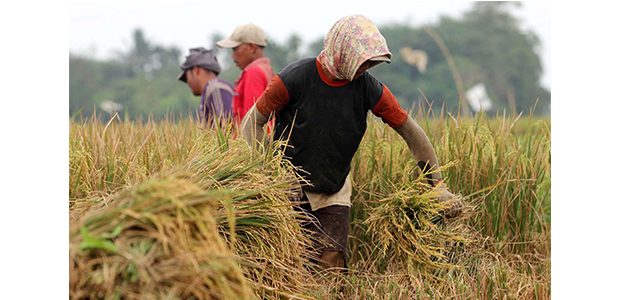 Panen Raya Padi Arealan di Bojonegoro Menurun 30 Persen Panen Raya Padi Arealan di Bojonegoro Menurun 30 Persen
