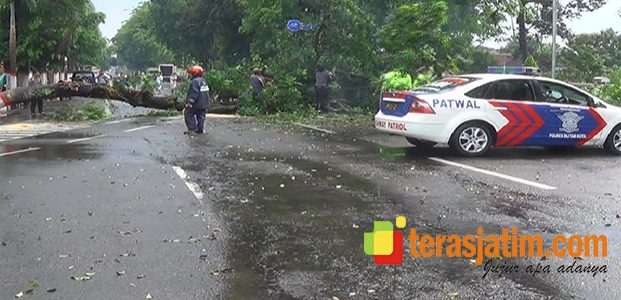 Musim Hujan, Banyak Pohon Tumbang Musim Hujan, Banyak Pohon Tumbang