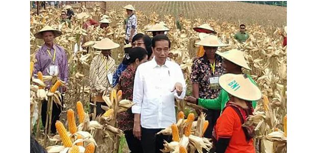 Presiden Jokowi Ikut Panen Jagung di Palang Tuban Presiden Jokowi Ikut Panen Jagung di Palang Tuban