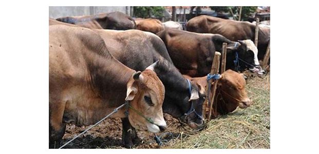 Surabaya Butuh 5.000 Ekor Sapi Untuk Kurban Surabaya Butuh 5.000 Ekor Sapi Untuk Kurban
