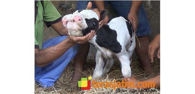 Di Blitar Lahir Sapi ‘Kartini’ Bermulut Dua, Bermata Tiga Di Blitar Lahir Sapi ‘Kartini’ Bermulut Dua, Bermata Tiga