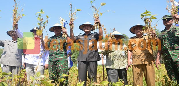 Pabrik Tahu Berani Beli Harga Tinggi Kedelai Varietas Grobogan Pabrik Tahu Berani Beli Harga Tinggi Kedelai Varietas Grobogan